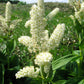 100 VIRGINIA BUNCHFLOWER LILY (White Hellebore / Corn Lily) Melanthium Virginicum Veratrum Flower Seeds