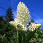100 VIRGINIA BUNCHFLOWER LILY (White Hellebore / Corn Lily) Melanthium Virginicum Veratrum Flower Seeds