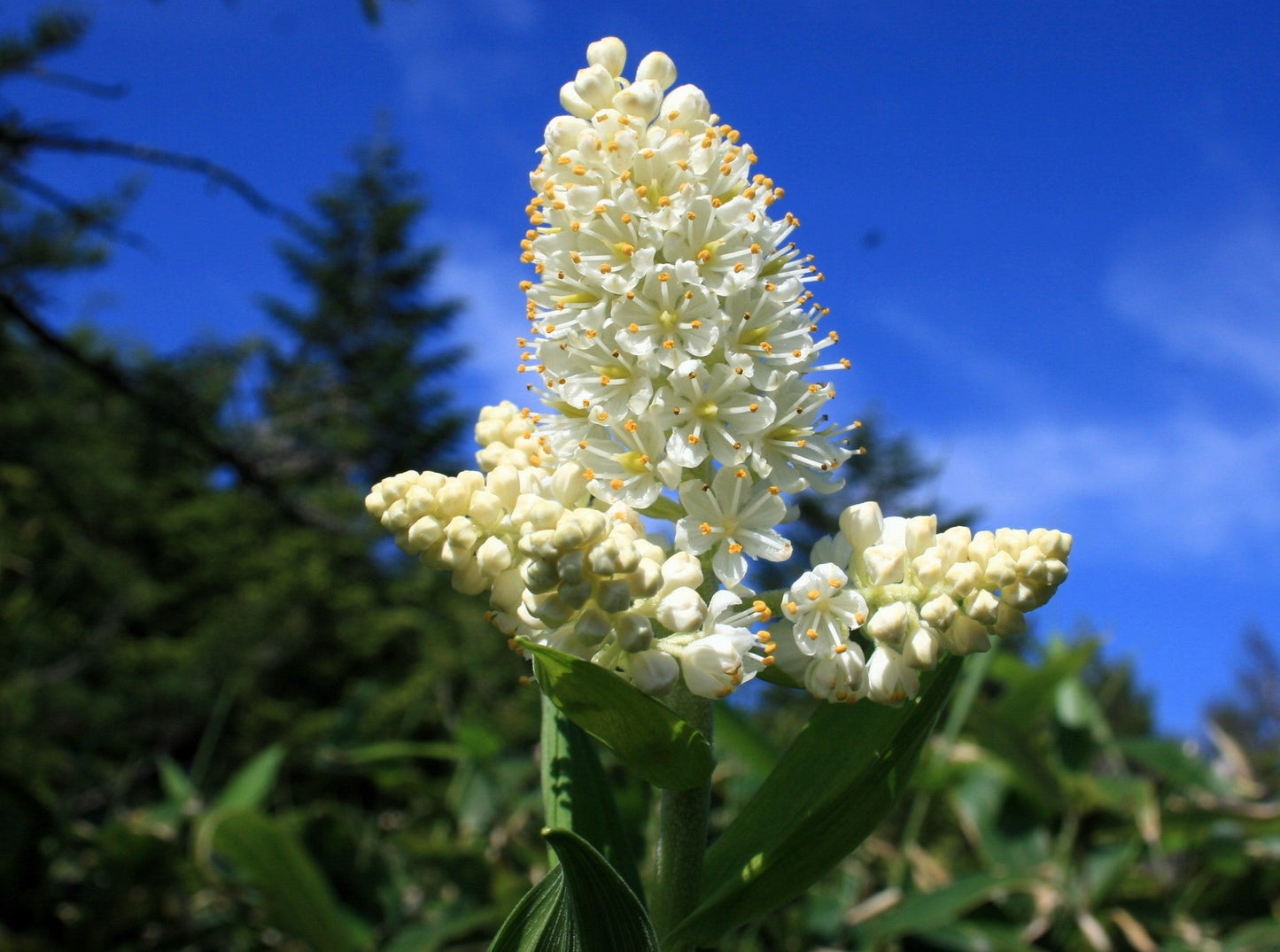 100 VIRGINIA BUNCHFLOWER LILY (White Hellebore / Corn Lily) Melanthium Virginicum Veratrum Flower Seeds