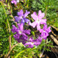 500 Purple HARDY MOSS VERBENA Tenuisecta Fragrant Flower Seeds