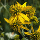 250 Wingstem / YELLOW IRONWEED Verbesina Alternifolia Flower Seeds