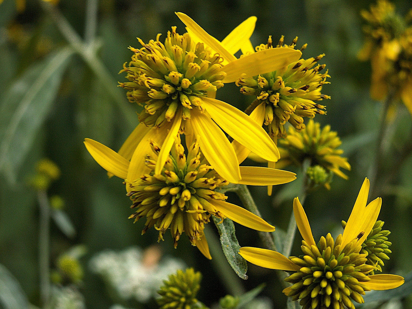 250 Wingstem / YELLOW IRONWEED Verbesina Alternifolia Flower Seeds