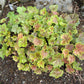 50 HEUCHERA Americana CORAL BELLS Dale's Strain American Alumroot Flower Seeds