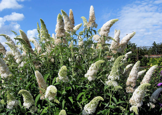 50 WHITE BUTTERFLY BUSH Buddleja Davidii Flower Seeds