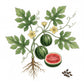 WATERMELON Seeds, Sugar Baby
