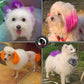 WELYEME Permanent Pet Hair Dye for Dogs, Bright Professional Color Kit