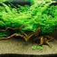 Water Sprite (6 stems)