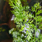 Water Sprite (6 stems)