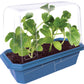 Small, Sugary Watermelon Sprouter Terrarium