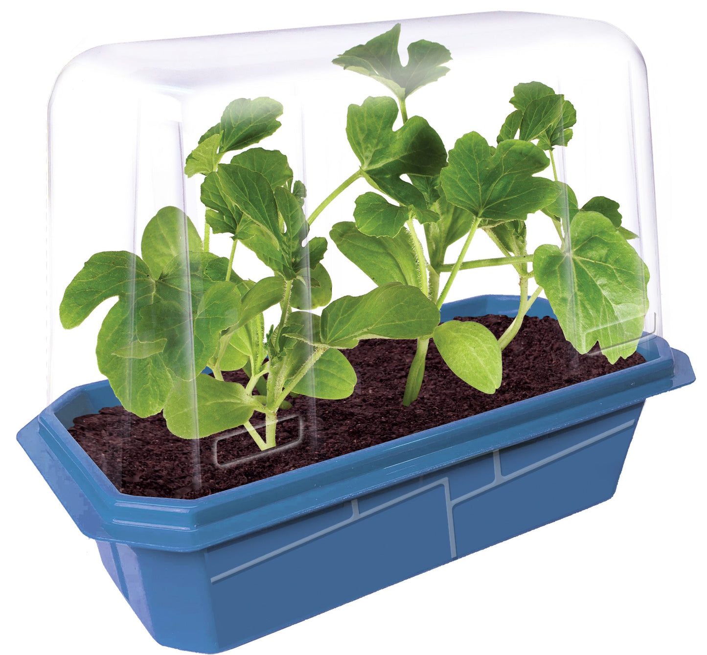 Small, Sugary Watermelon Sprouter Terrarium