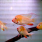 Albino Geophagus Heckelii- Albino Threadfin Acara 2.5"-3"