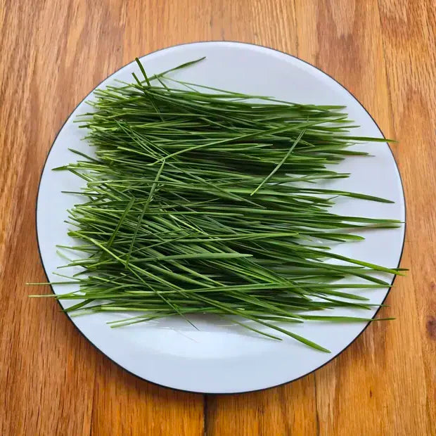 Wheatgrass Cat Grass Microgreens Seeds