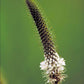 1000 WHITE PRAIRIE CLOVER Dalea Candida Flower Seeds