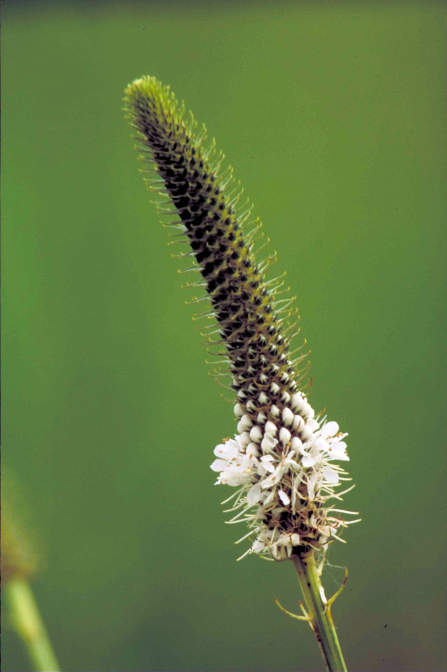 1000 WHITE PRAIRIE CLOVER Dalea Candida Flower Seeds