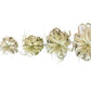 Tillandsia Xerographica Air Plants - Multiple Sizes