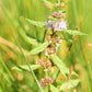 50 WHITE WOOD MINT Mentha Arvensis Wild Field Herb Flower Seeds