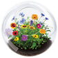 Wildflower Blooms Glass Terrarium Seed Starting Kit