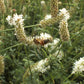1000 WHITE PRAIRIE CLOVER Dalea Candida Flower Seeds