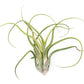 SALE - XL Tillandsia Caput Medusae - Set of 5 or 10 Air Plants - 50% Off