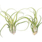 SALE - XL Tillandsia Caput Medusae - Set of 5 or 10 Air Plants - 50% Off