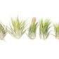 Large Tillandsia Ionantha Scaposa
