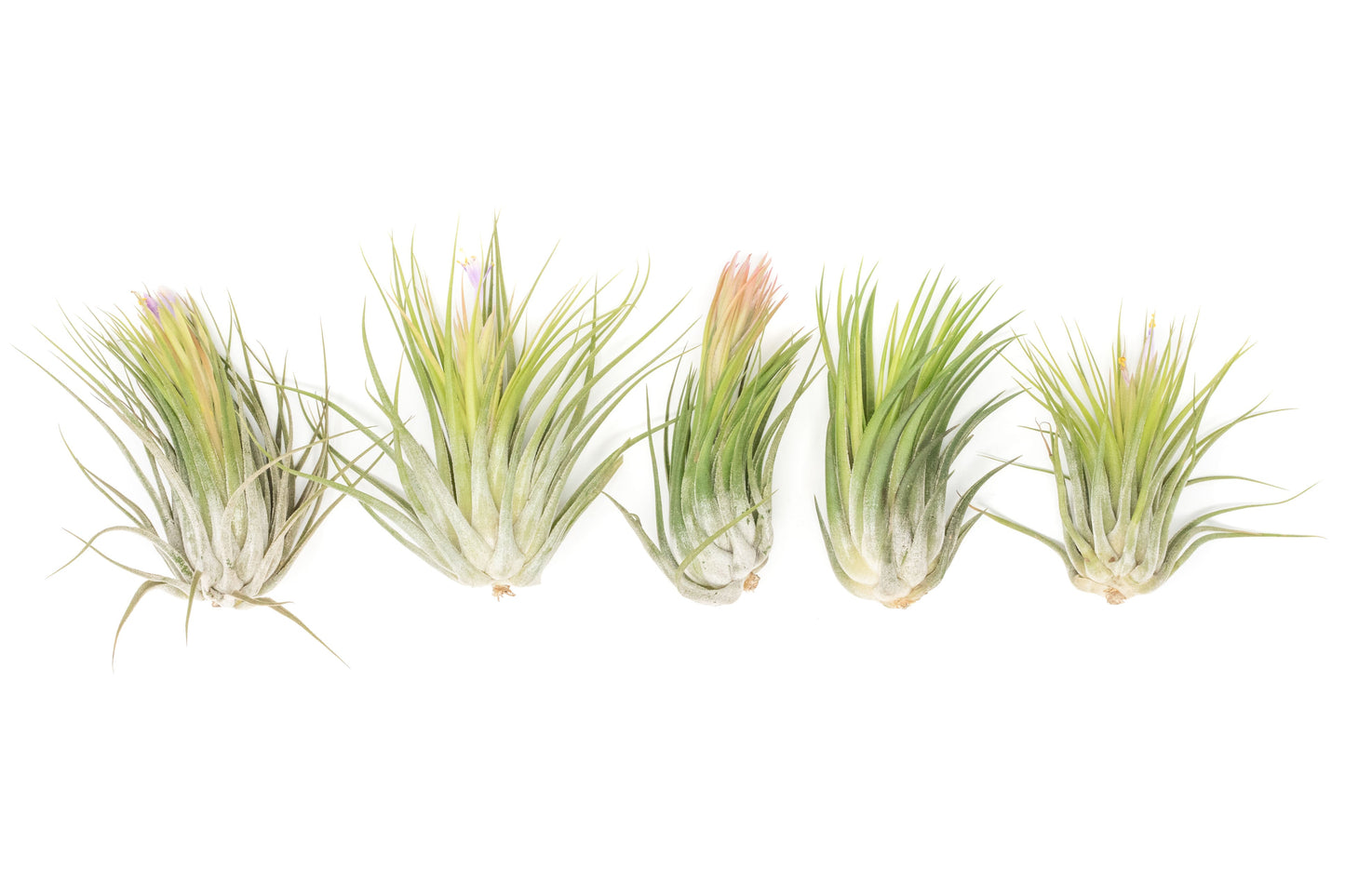 SALE - Large Tillandsia Ionantha Scaposa