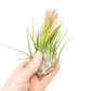 SALE - Large Tillandsia Ionantha Scaposa