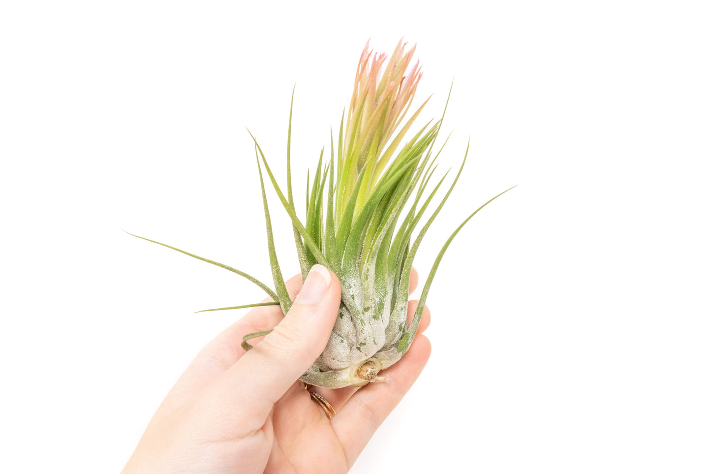 SALE - Large Tillandsia Ionantha Scaposa