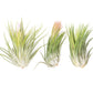 SALE - Large Tillandsia Ionantha Scaposa