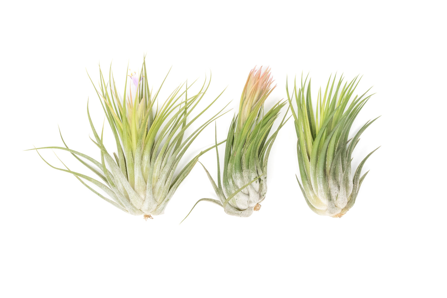 SALE - Large Tillandsia Ionantha Scaposa