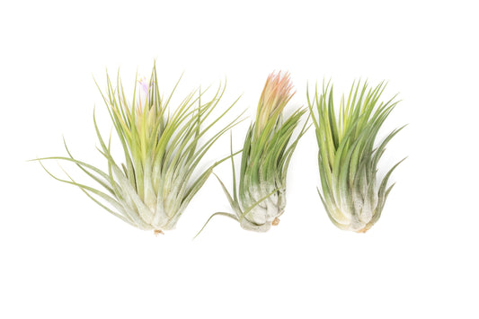 SALE - Large Tillandsia Ionantha Scaposa