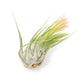 SALE - Large Tillandsia Ionantha Scaposa