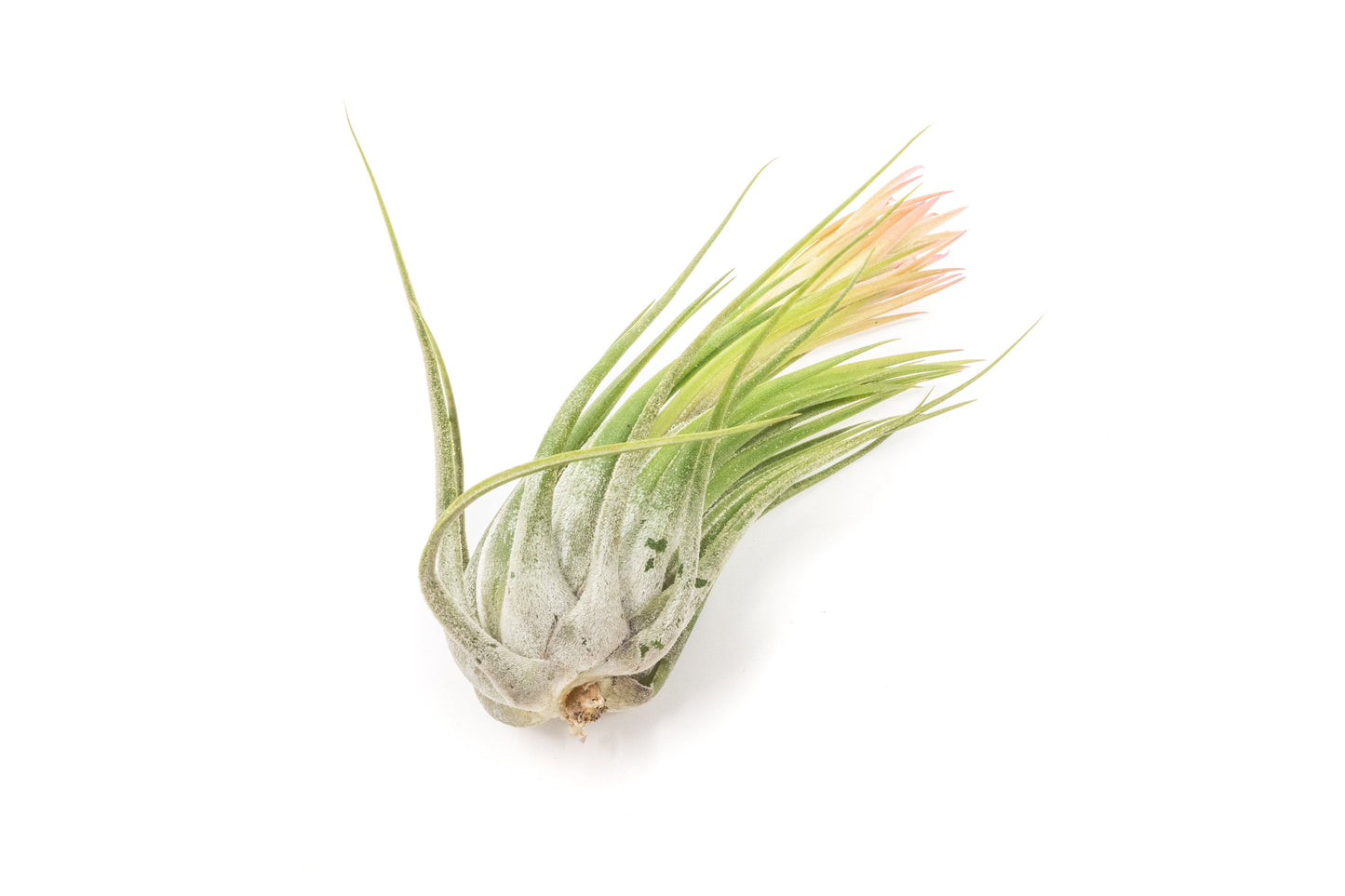 SALE - Large Tillandsia Ionantha Scaposa