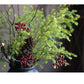 Lifelike Layered Leaf Spray 41" Tall