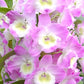Dendrobium Nobile Violet Fizz "Luna" en maceta de 4 pulgadas. Fácil de cultivar, ideal para montar y fragante.