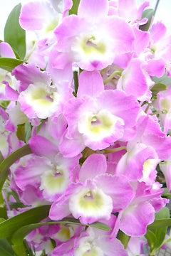 Dendrobium Nobile Violet Fizz "Luna" en maceta de 4 pulgadas. Fácil de cultivar, ideal para montar y fragante.