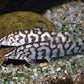 Pakistani Loach Yoyo Loach (Botia almorhae)
