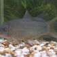 COLORED BOTIA (LOACH)