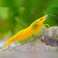 Yellow shrimp