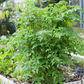 Everglades Tomato, Yellow (Solanum pimpinellifolium var.)