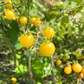 Everglades Tomato, Yellow (Solanum pimpinellifolium var.)