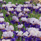 You Grow Girl Fragrant Bearded Iris Quart Container