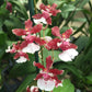 Oncidium Sharry Baby "Sweet Fragrance" Orchid (not in bloom). Super popular! Sweet chocolate fragrant blooms up to twice a year!