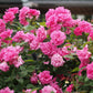 Zephirine Drouhin Climbing Rose 1.5 Gal Container