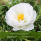 Double-petal SUNFLOWER Colorful Grow Up Easily Indoor And Outdoor Potted Seeds