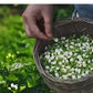 Bulk Dried Jasmine Tea – Whole Jasmine Flowers (500g–1000g)