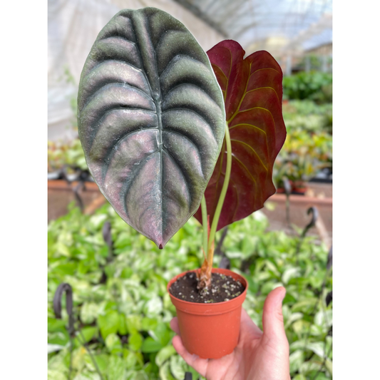 FREE SHIPPING Alocasia 'Red Secret' - features intricate metallic green and red-toned leaves with deep ridges and an ultra-glossy shine.