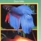 Popular Guide to Tropical Aquarium Fishes Hardcover Dick Mills
