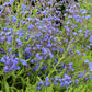 100 BLUE ITALIAN ALKANET Anchusa Capensis Flower Seeds