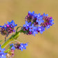100 BLUE ANGEL ANCHUSA (Summer Forget Me Not) Anchusa Carpensis Flower Seeds